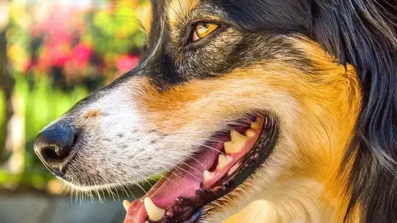 gengive bianche cane