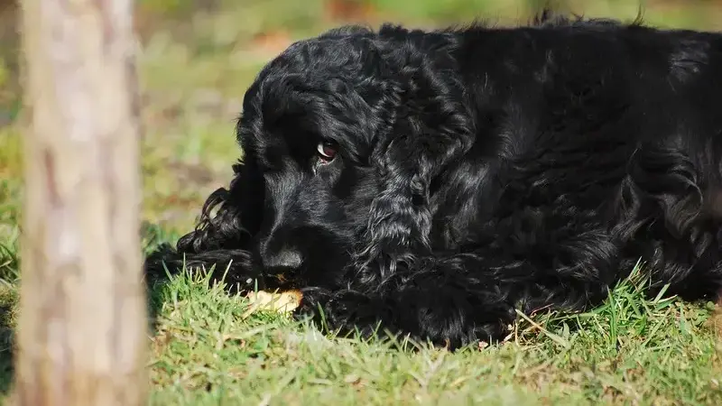 i cani possono mangiare i kiwi