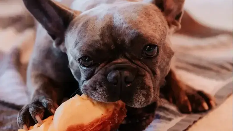 i cani possono mangiare il mango
