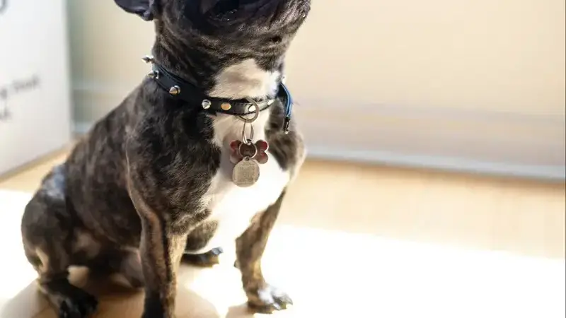 i cani possono mangiare il sedano