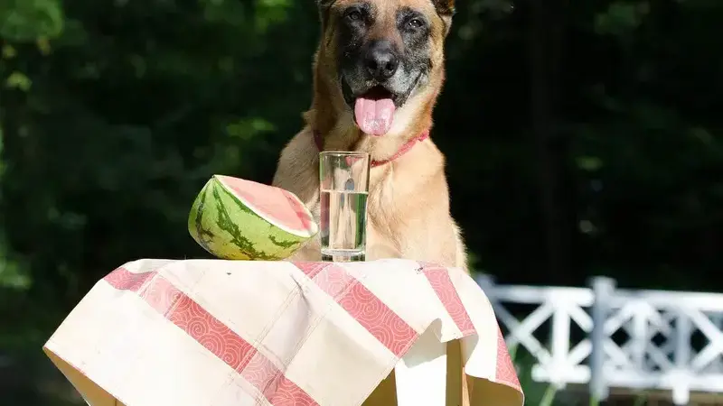 i cani possono mangiare l'anguria