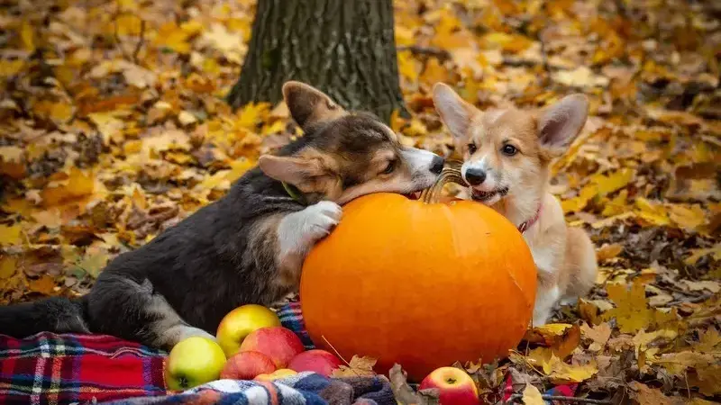 i cani possono mangiare la zucca