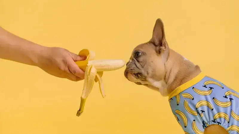 i cani possono mangiare le banane