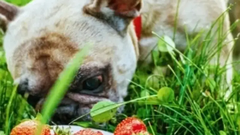 i cani possono mangiare le fragole