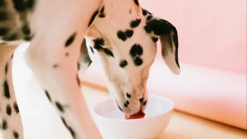 i cani possono mangiare le pesche