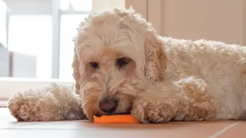 i cani possono mangiare la zucca