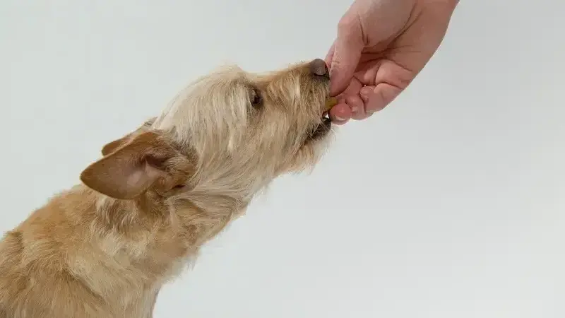 cosa può mangiare il cane?