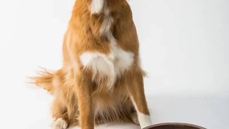 il cane può mangiare l'ananas