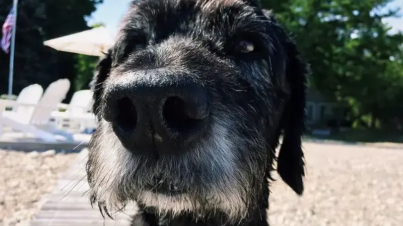 dog-2546062_1920-min