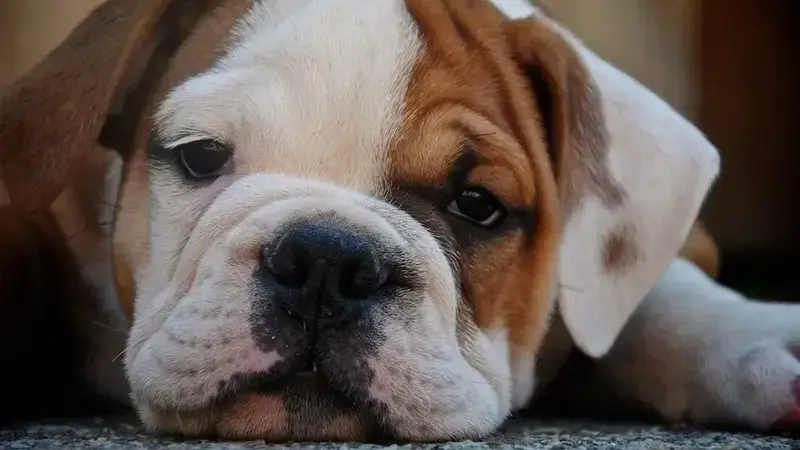 malattia di lyme cane