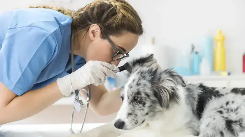 malattie della pelle del cane immagini