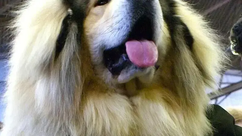 Tibetan_Mastiff_(12486392905)-min