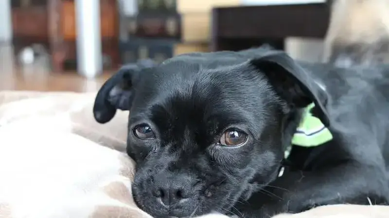 dogs-1863153_1920-min