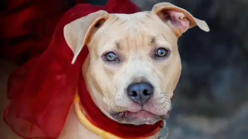 dog-3644279_1920-min