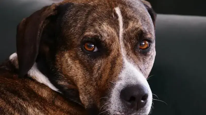 dog-3784758_1920-min