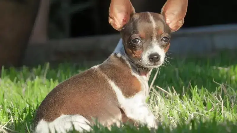 dog-3712335_1920-min