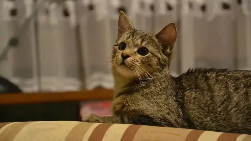 panleucopenia felina