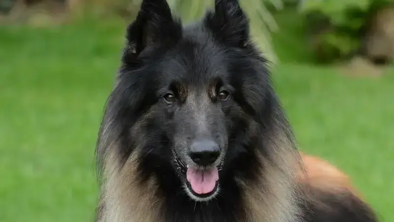 belgian-2868632_1920-min