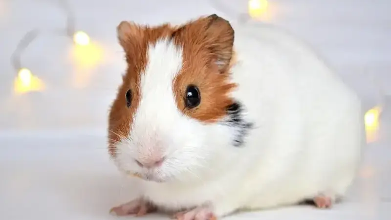 guineapig-1914069_1920-min