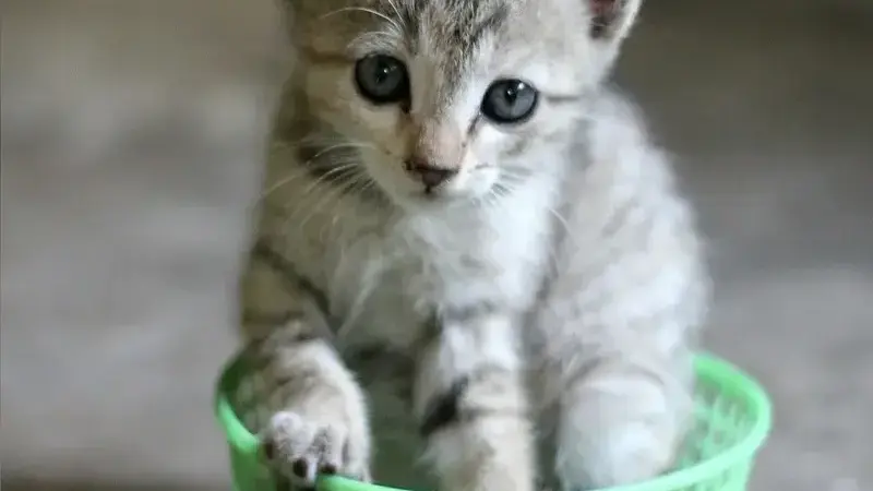 kitten-390447_1920 - Copia