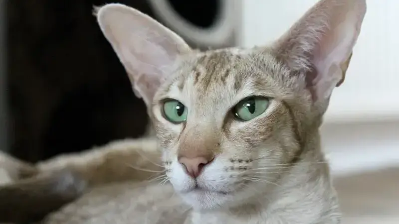 pulire orecchie gatto