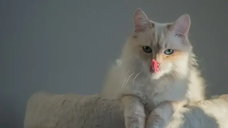 cat-1894968_1920-min