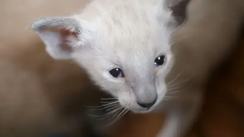 rinotracheite gatto cura