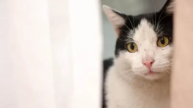 cat-3038251_1920 (1)