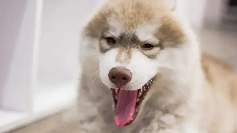 dog-2587259_1920-min