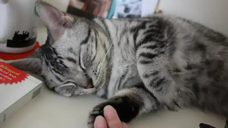 sangue nelle feci gatto