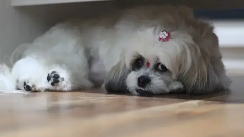 Shih_tzu