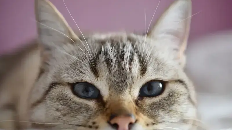 Malattia di cushing gatto