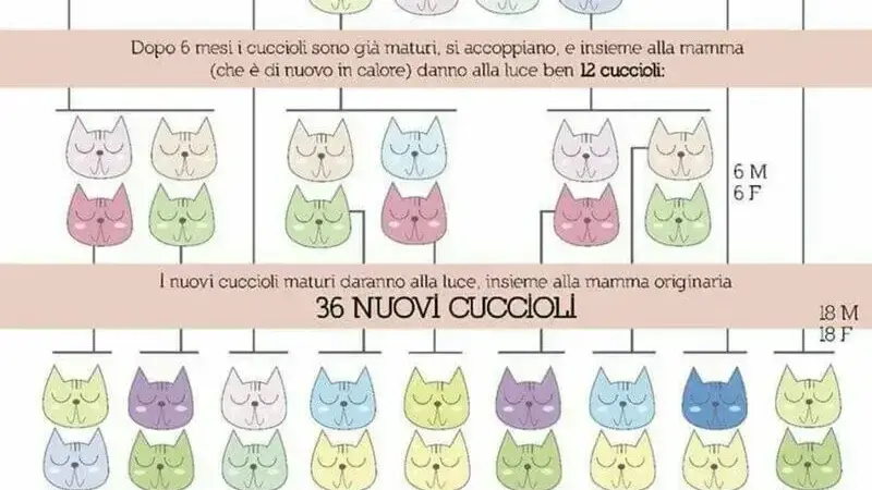 gatta sterilizzazione