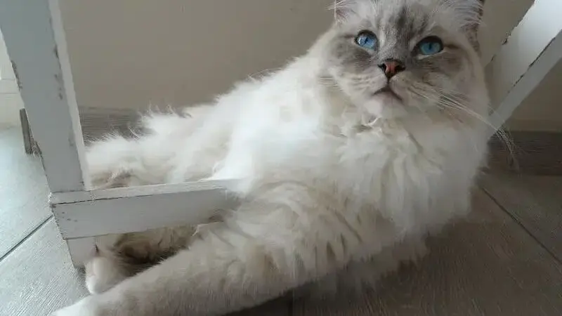 sterilizzazione gatta