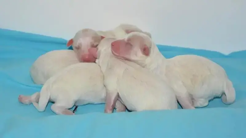 puppy-2728557_1920-min