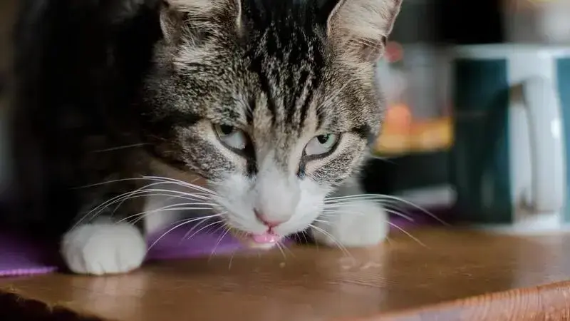 cat-3790706_1920-min