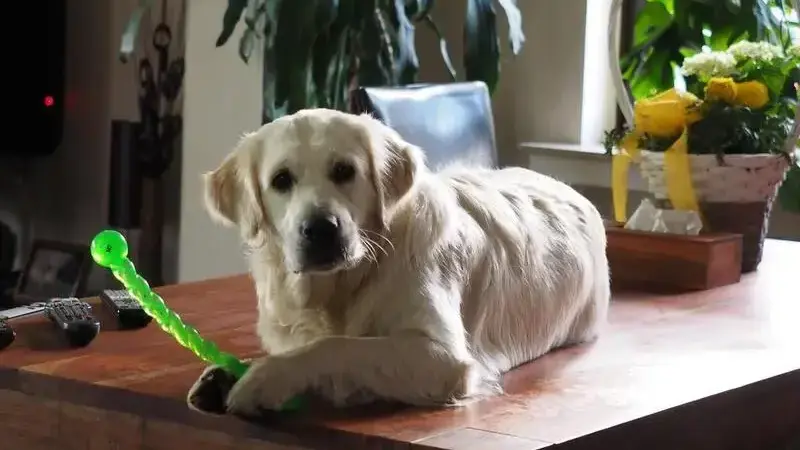 golden-retriever-1138263_1920-min