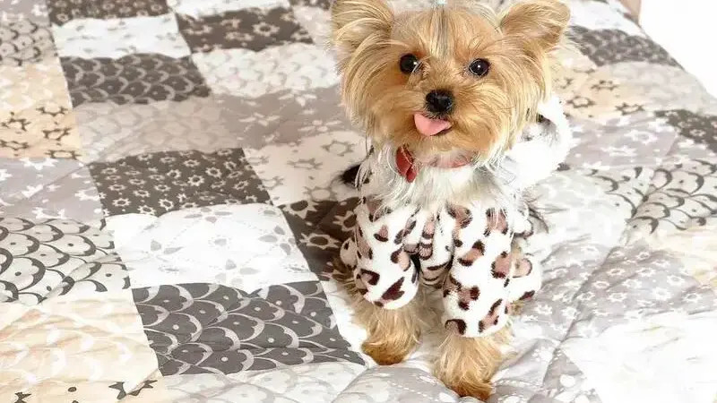 Yorkshire_Terrier_-min