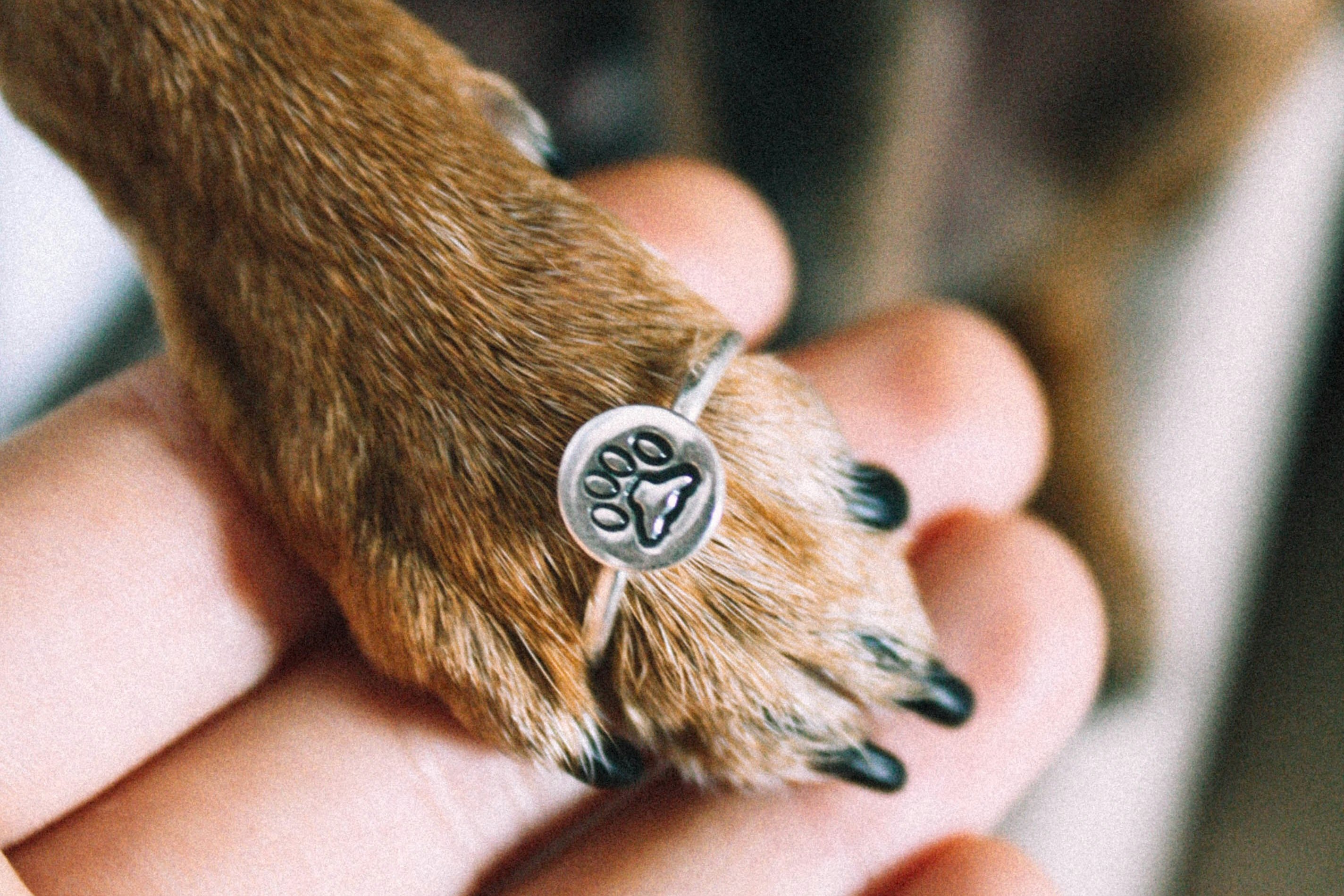 Eutanasia veterinaria a domicilio