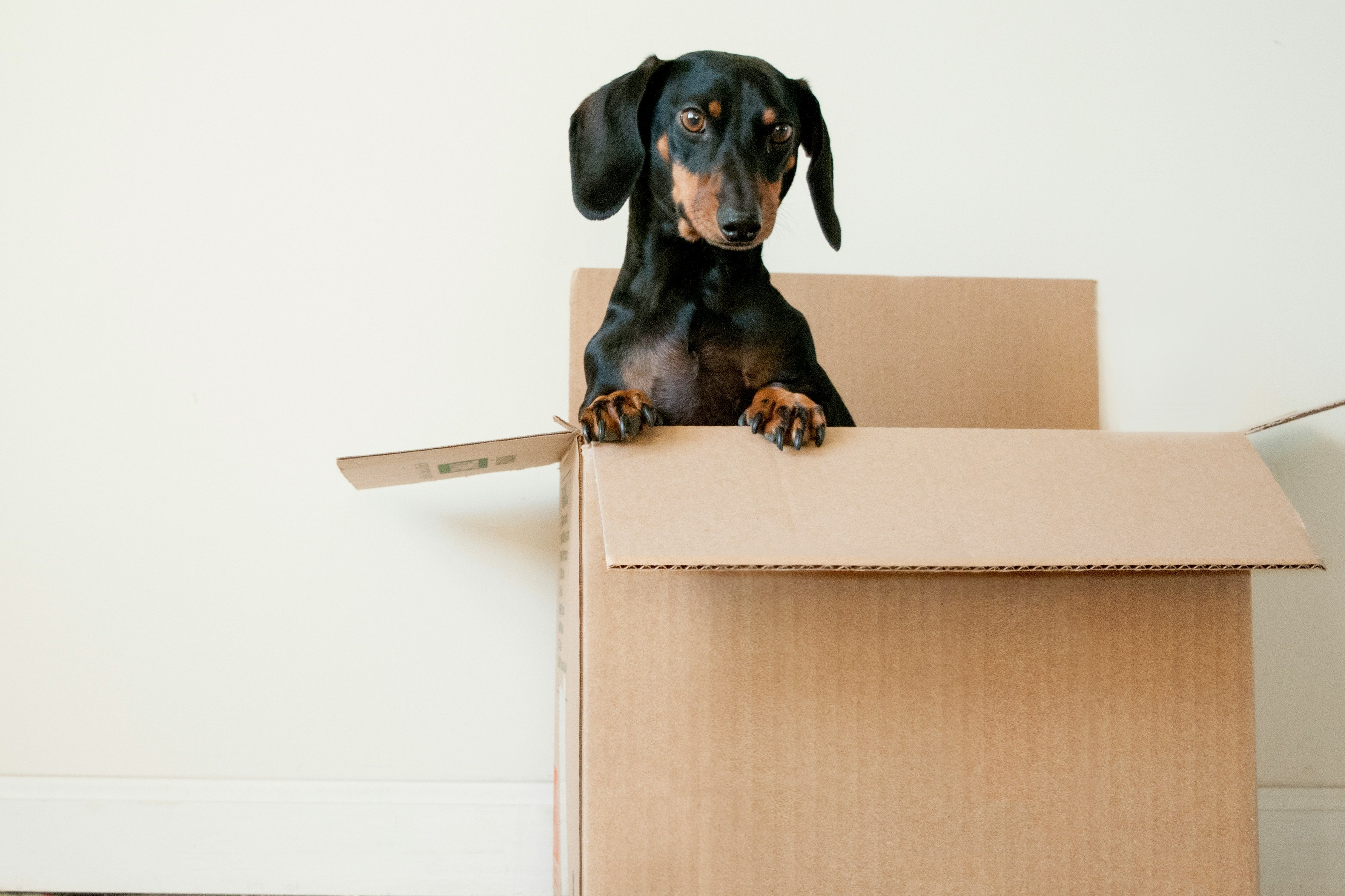 Microchip e registrazione